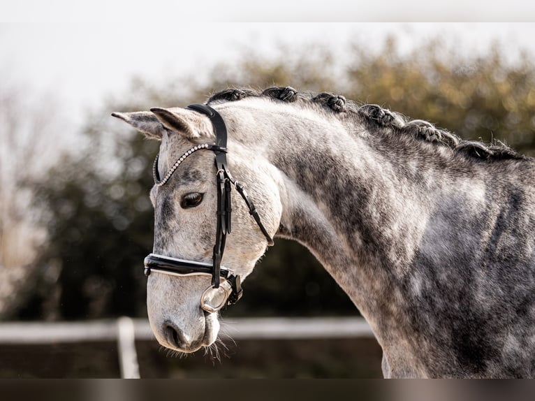 Hanovrien Jument 6 Ans 166 cm Gris in Cremlingen