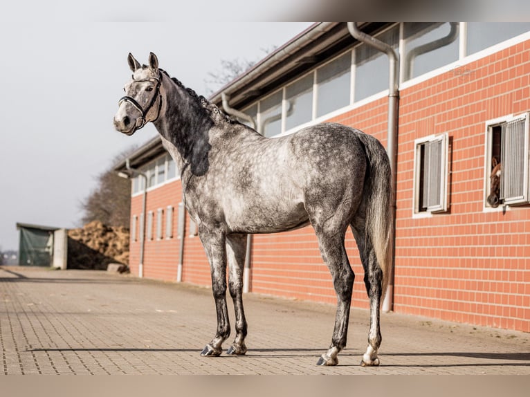 Hanovrien Jument 6 Ans 166 cm Gris in Cremlingen