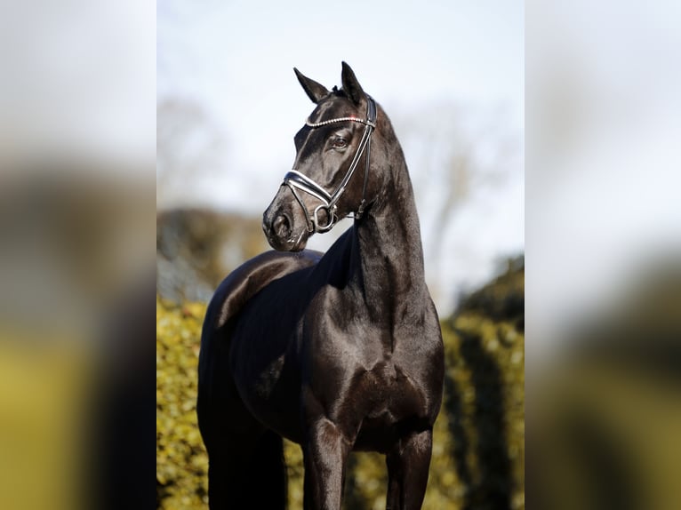 Hanovrien Jument 6 Ans 166 cm Noir in Vechta