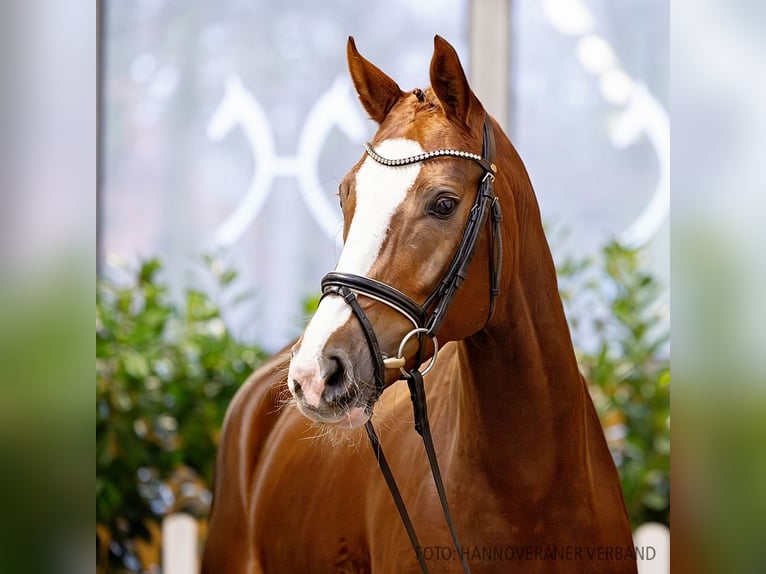 Hanovrien Jument 6 Ans 167 cm Alezan brûlé in Verden