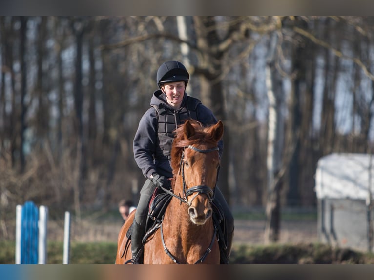 Hanovrien Jument 6 Ans 167 cm Alezan in Gorleben Meetschow