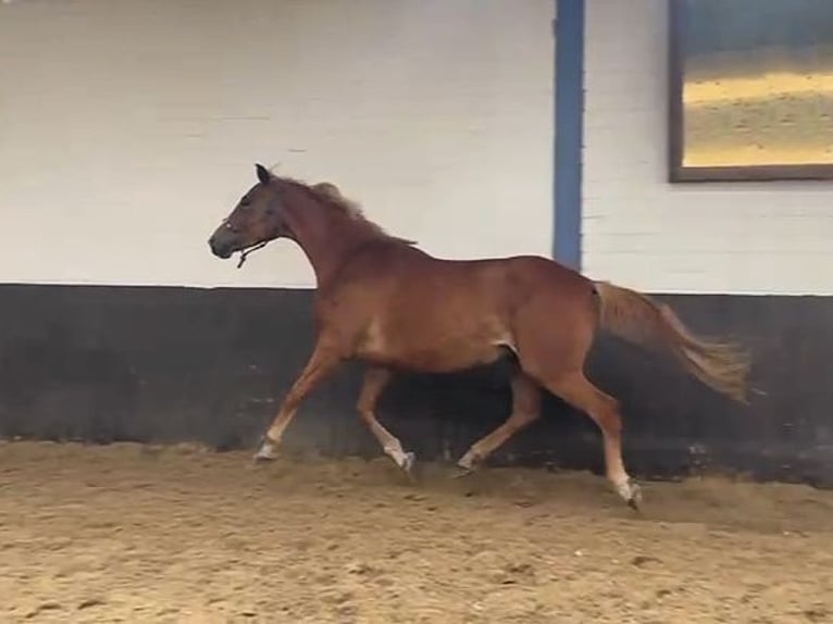 Hanovrien Jument 6 Ans 167 cm Alezan in Saarmund