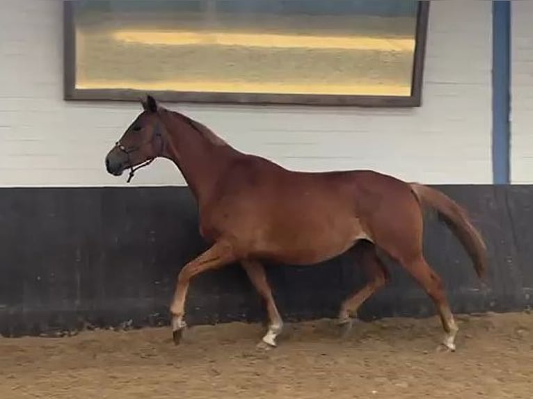 Hanovrien Jument 6 Ans 167 cm Alezan in Saarmund