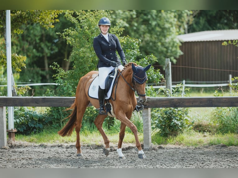 Hanovrien Jument 6 Ans 167 cm Alezan in Moormerland