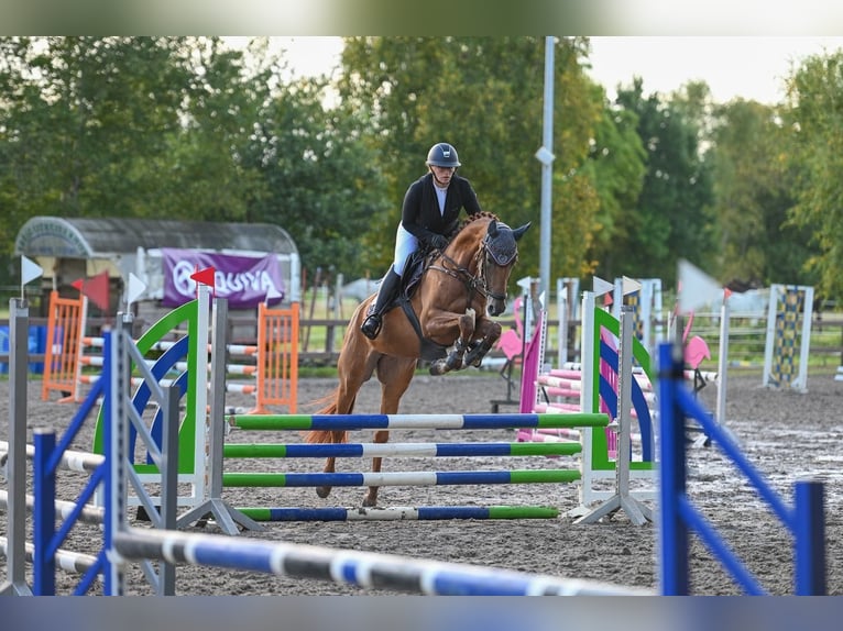 Hanovrien Jument 6 Ans 167 cm Alezan in Moormerland