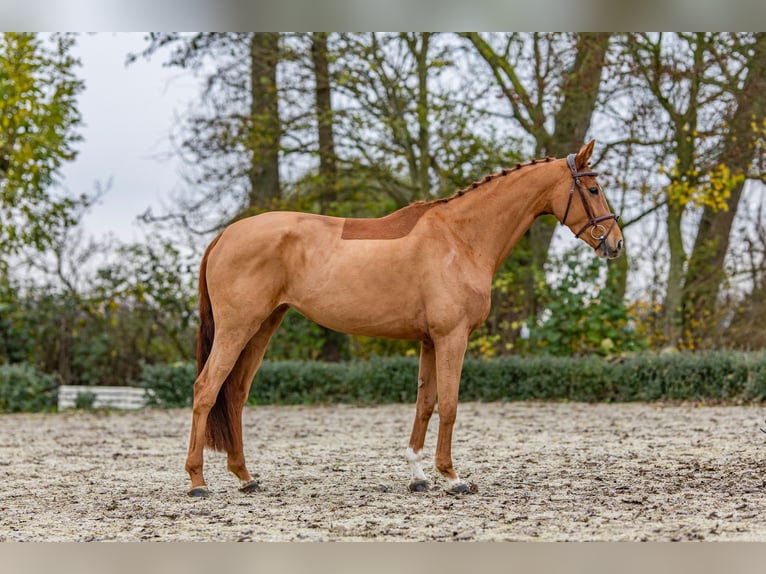 Hanovrien Jument 6 Ans 167 cm Alezan in Moormerland