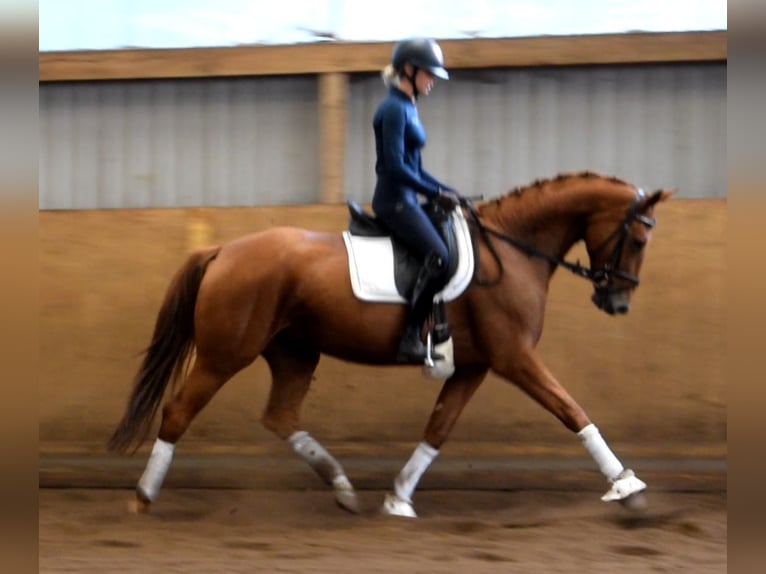 Hanovrien Jument 6 Ans 167 cm Alezan in Fredenbeck