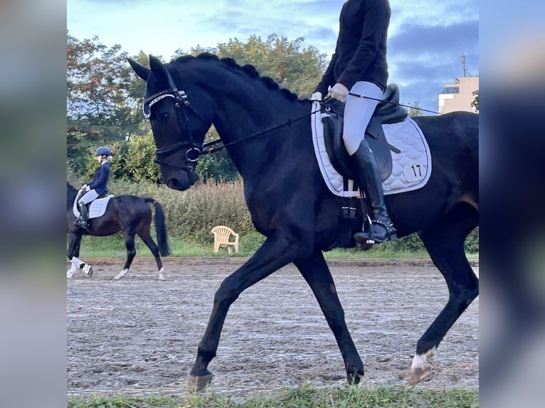 Hanovrien Jument 6 Ans 167 cm Bai brun in Isernhagen