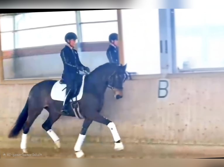 Hanovrien Jument 6 Ans 167 cm Bai brun in Warendorf