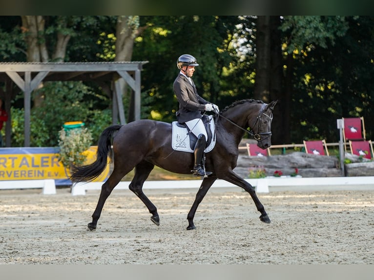 Hanovrien Jument 6 Ans 167 cm Bai brun foncé in Wuppertal