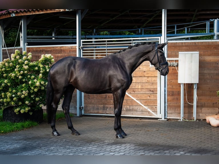 Hanovrien Jument 6 Ans 167 cm Bai brun foncé in Niemegk