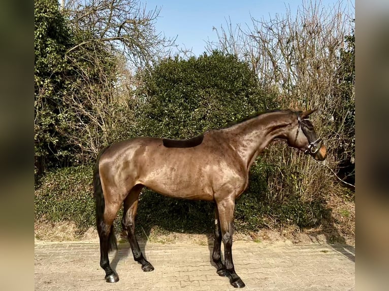 Hanovrien Jument 6 Ans 167 cm Bai in Essen (Oldenburg)