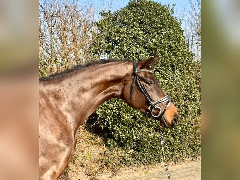 Hanovrien Jument 6 Ans 167 cm Bai in Essen (Oldenburg)
