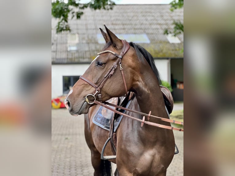 Hanovrien Jument 6 Ans 167 cm Bai in Bremervörde