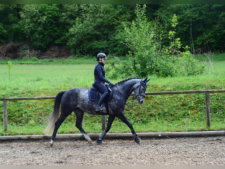 Hanovrien Jument 6 Ans 167 cm Gris in Wellheim