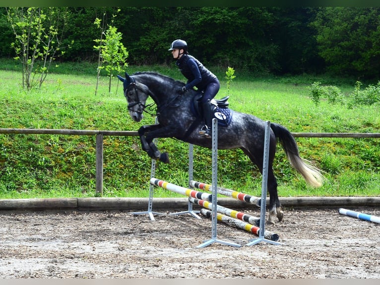 Hanovrien Jument 6 Ans 167 cm Gris in Wellheim
