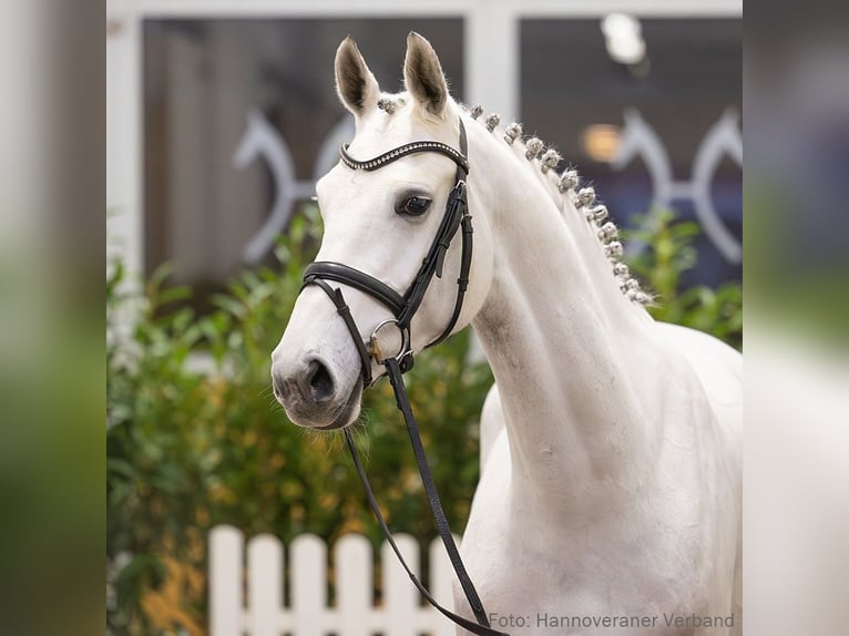 Hanovrien Jument 6 Ans 167 cm Gris in Verden