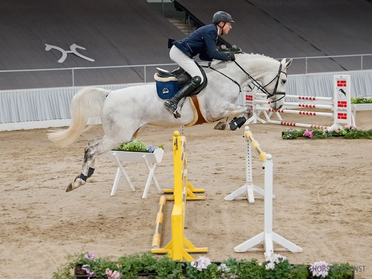 Hanovrien Jument 6 Ans 167 cm Gris in Verden