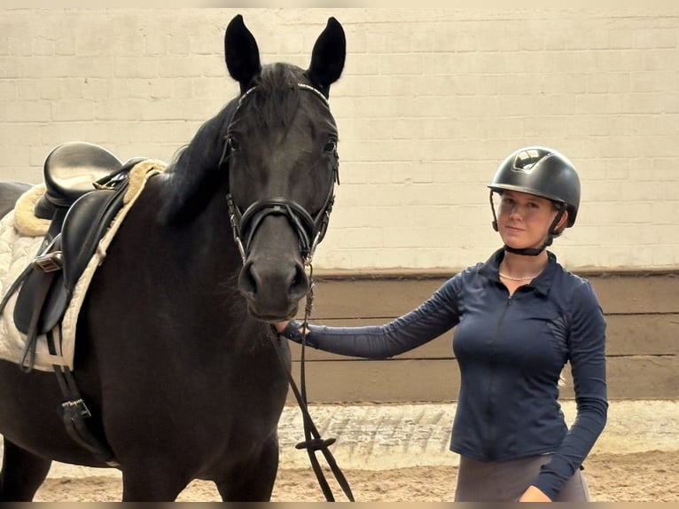 Hanovrien Jument 6 Ans 167 cm Noir in Verden (Aller)