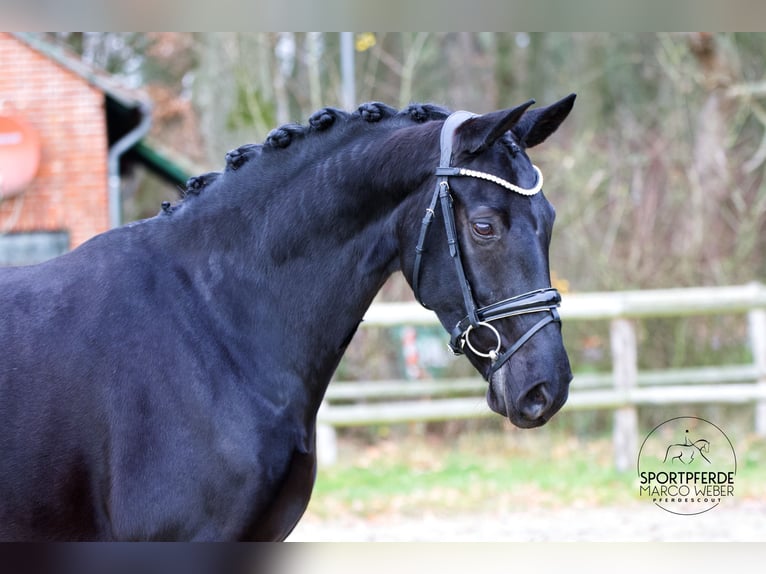 Hanovrien Jument 6 Ans 167 cm Noir in Hoya