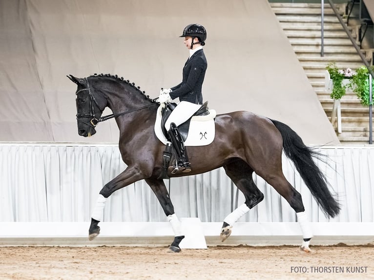 Hanovrien Jument 6 Ans 167 cm Noir in Verden