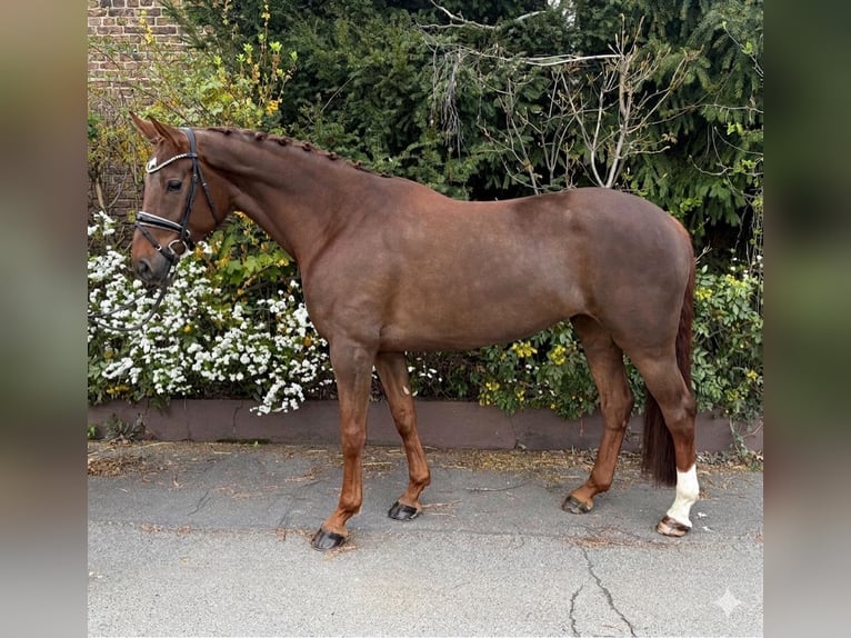 Hanovrien Jument 6 Ans 168 cm Alezan brûlé in Niederkassel