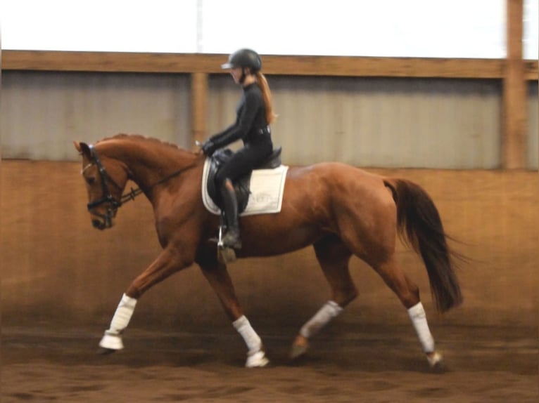 Hanovrien Jument 6 Ans 168 cm Alezan in Fredenbeck