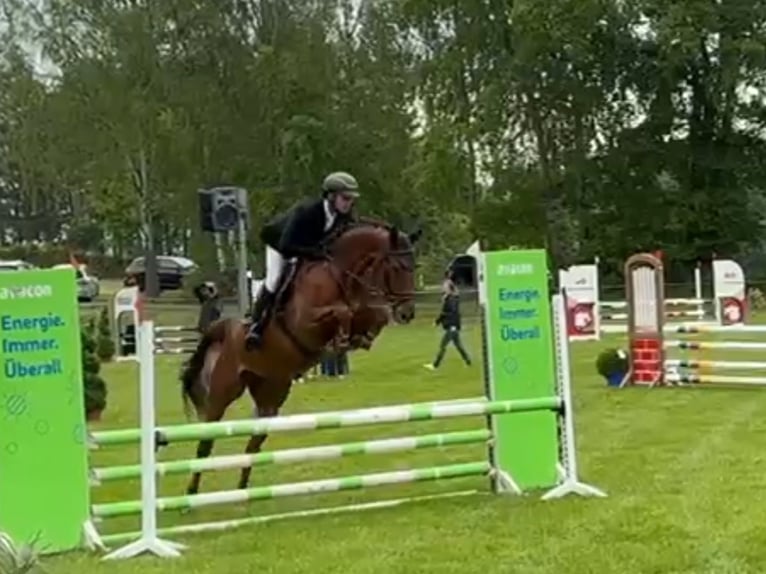 Hanovrien Jument 6 Ans 168 cm Alezan in Bergen (Dumme) Bergen