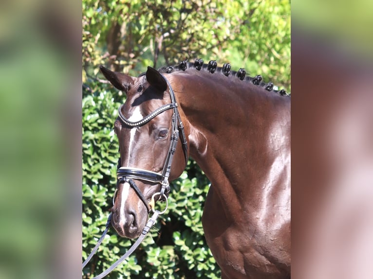 Hanovrien Jument 6 Ans 168 cm Bai brun in Selsingen