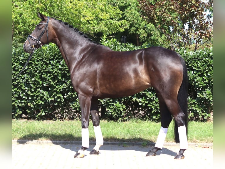 Hanovrien Jument 6 Ans 168 cm Bai brun in Selsingen