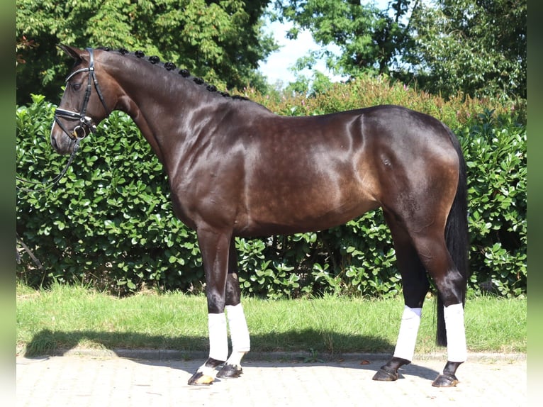 Hanovrien Jument 6 Ans 168 cm Bai brun in Selsingen