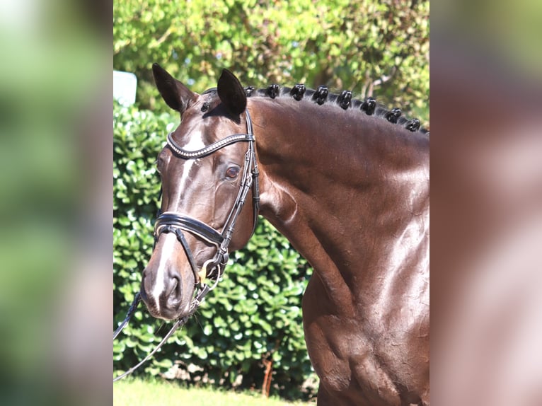 Hanovrien Jument 6 Ans 168 cm Bai brun in Selsingen