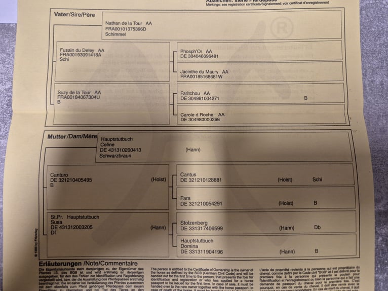 Hanovrien Jument 6 Ans 168 cm Bai brun in Zernien
