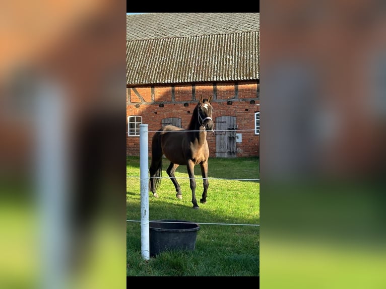 Hanovrien Jument 6 Ans 168 cm Bai brun in Zernien
