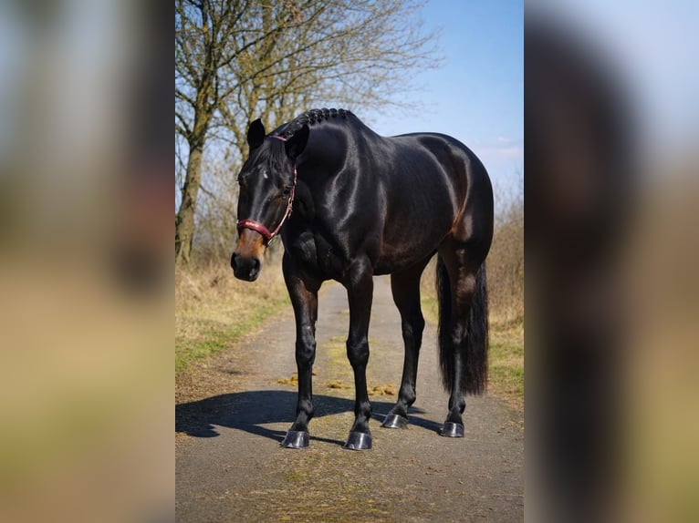 Hanovrien Jument 6 Ans 168 cm Bai brun foncé in Nettersheim