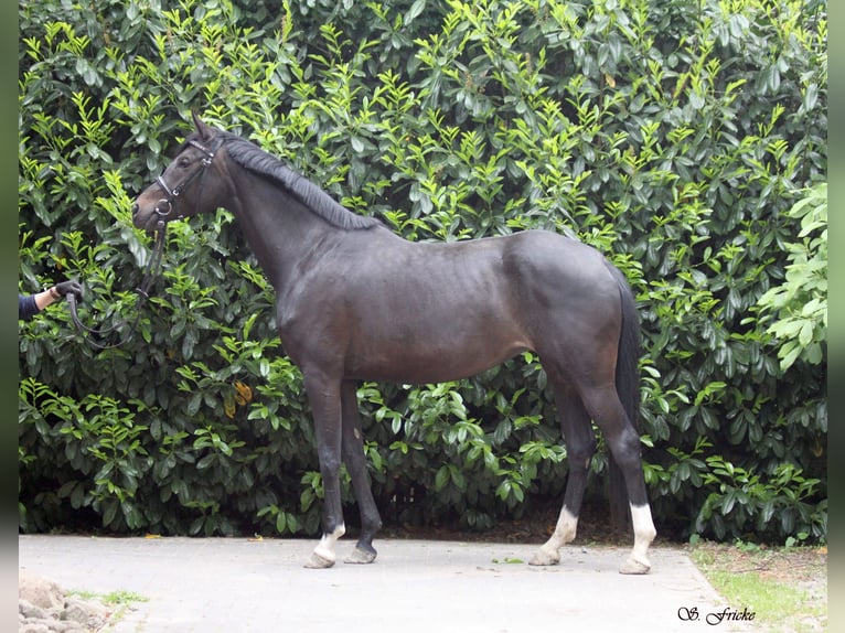 Hanovrien Jument 6 Ans 168 cm Bai brun foncé in Agathenburg