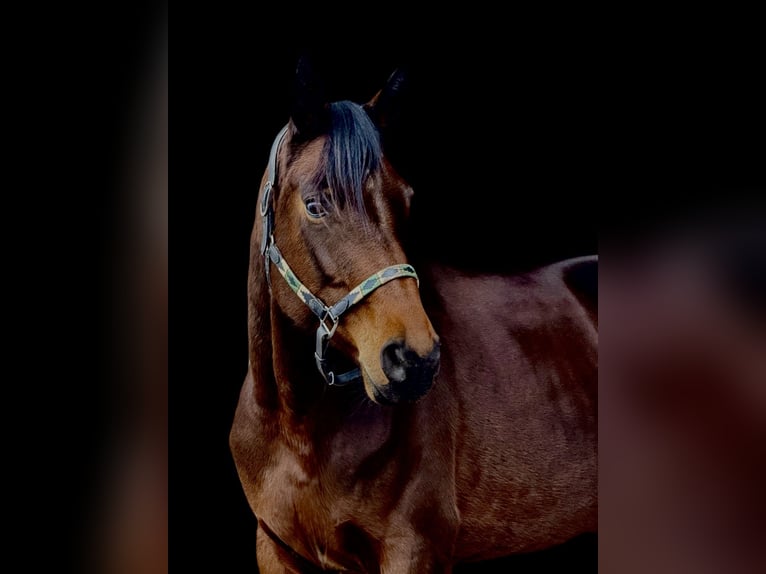 Hanovrien Jument 6 Ans 168 cm Bai in Viernheim