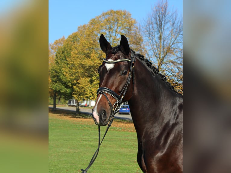Hanovrien Jument 6 Ans 168 cm Bai in N&#xF6;rten-Hardenberg