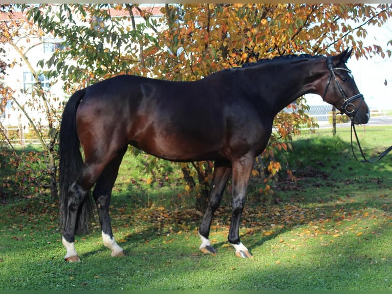 Hanovrien Jument 6 Ans 168 cm Bai in N&#xF6;rten-Hardenberg