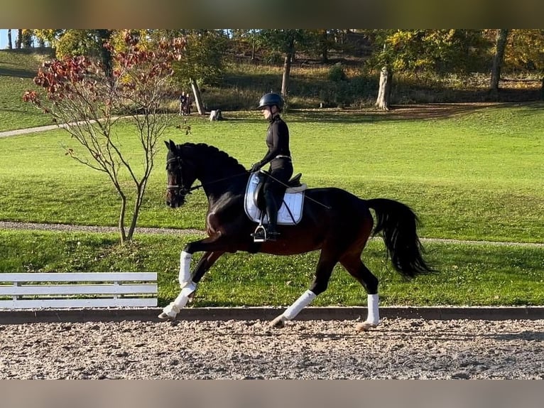 Hanovrien Jument 6 Ans 168 cm Bai in N&#xF6;rten-Hardenberg
