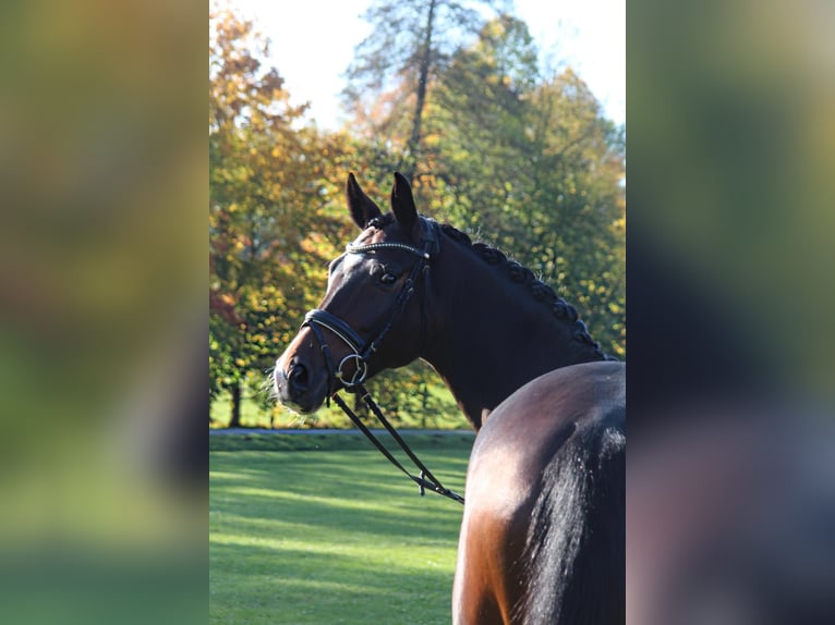 Hanovrien Jument 6 Ans 168 cm Bai in N&#xF6;rten-Hardenberg