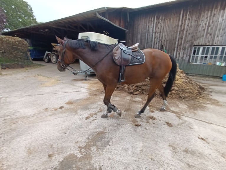 Hanovrien Jument 6 Ans 168 cm Bai in Scheeßel