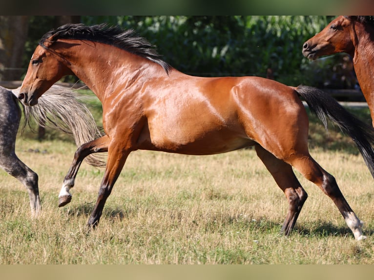 Hanovrien Jument 6 Ans 168 cm Bai in Rickling