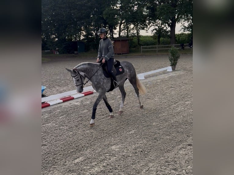 Hanovrien Jument 6 Ans 168 cm  in Toppenstedt