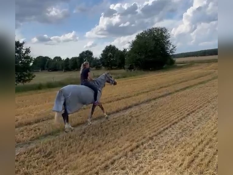 Hanovrien Jument 6 Ans 168 cm  in Toppenstedt