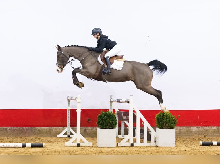 Hanovrien Jument 6 Ans 168 cm in Waddinxveen