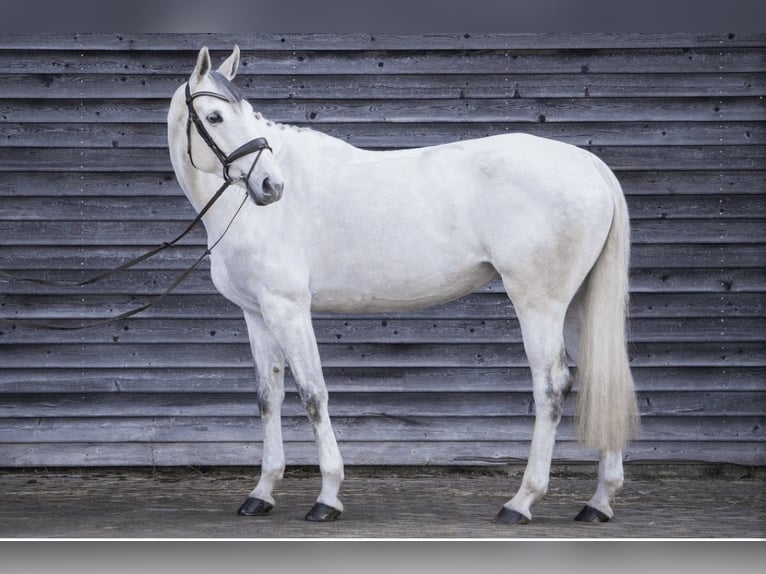 Hanovrien Jument 6 Ans 168 cm Gris in Bad Neustadt an der Saale