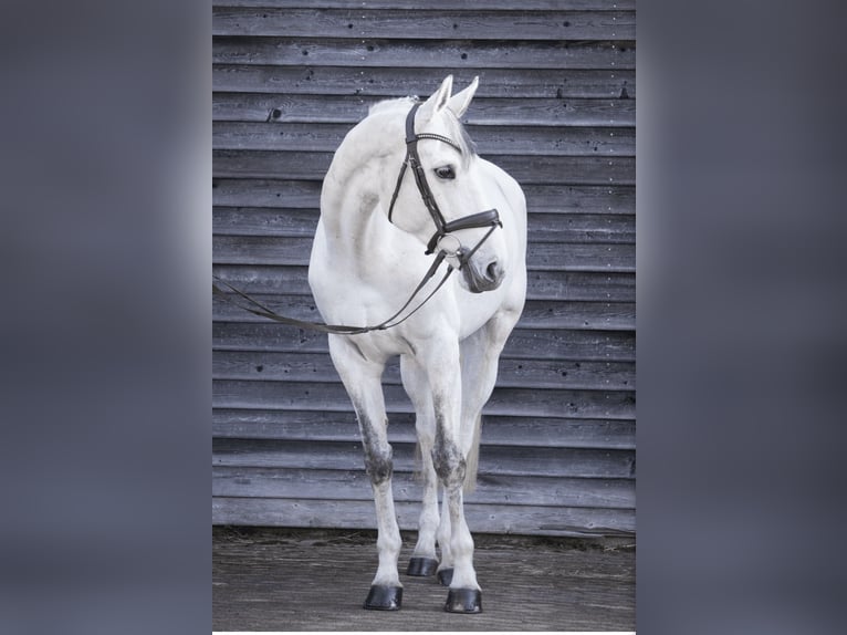 Hanovrien Jument 6 Ans 168 cm Gris in Bad Neustadt an der Saale