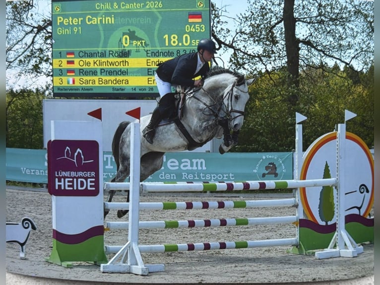 Hanovrien Jument 6 Ans 168 cm Gris in Buxtehude