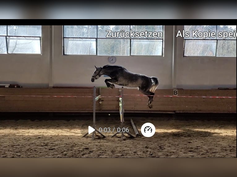 Hanovrien Jument 6 Ans 168 cm Gris pommelé in Garching an der Alz